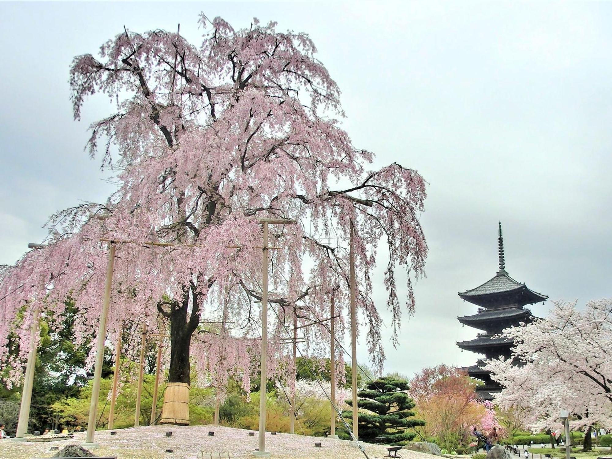 Stay SAKURA 京都 东本愿寺Ⅰ 外观 照片